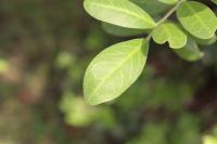 Dermatophyllum secundiflorum image