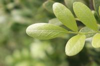 Dermatophyllum secundiflorum image