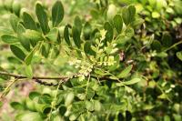 Dermatophyllum secundiflorum image