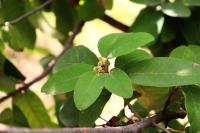 Quercus polymorpha image
