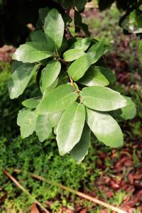 Quercus polymorpha image