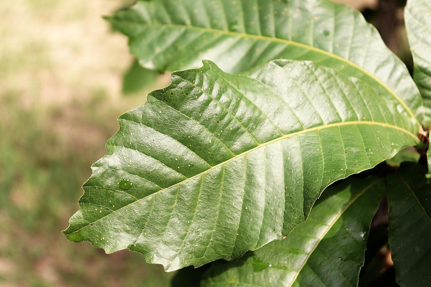 Quercus insignis image