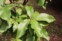 Quercus insignis image