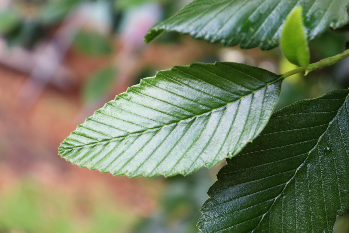 Cercocarpus macrophyllus image