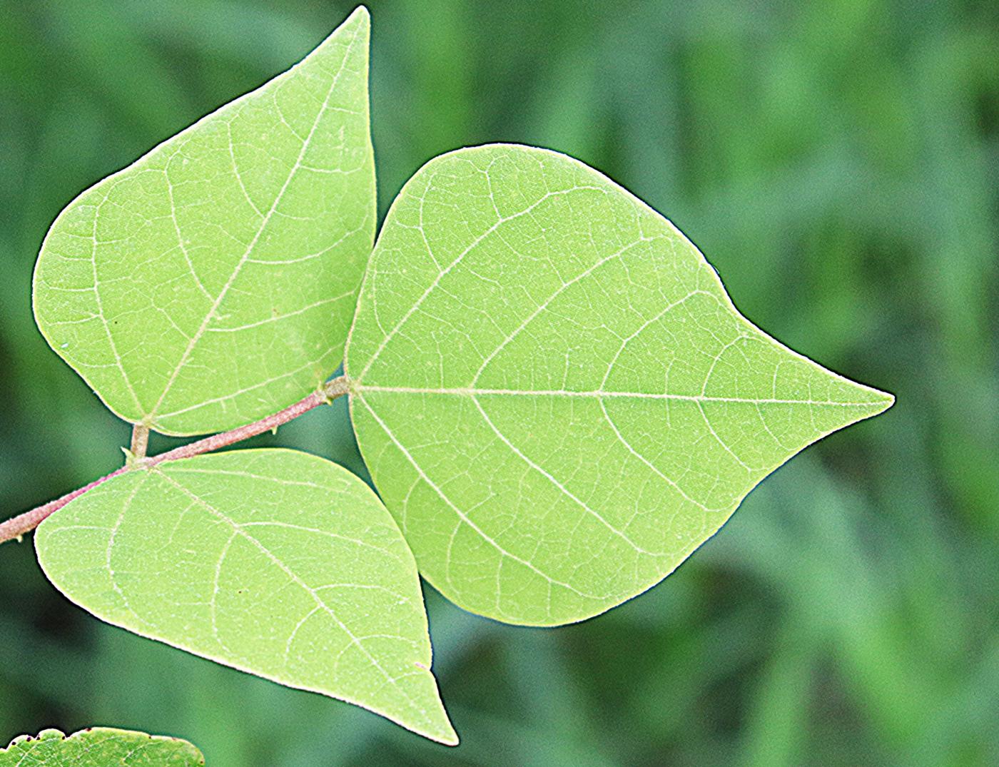 Erythrina americana image