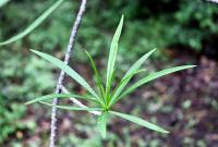 Cascabela thevetioides image