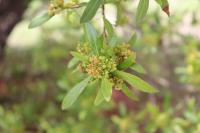 Dodonaea viscosa image