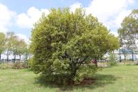 Dodonaea viscosa image