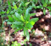 Dodonaea viscosa image