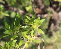Dodonaea viscosa image