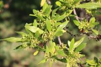 Dodonaea viscosa image
