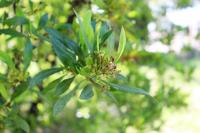 Dodonaea viscosa image