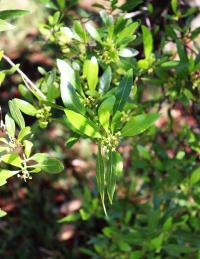 Dodonaea viscosa image