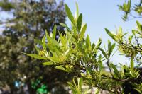 Dodonaea viscosa image