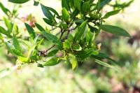 Dodonaea viscosa image