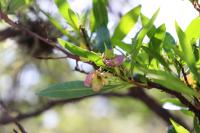 Dodonaea viscosa image