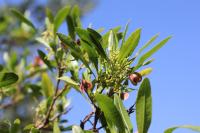 Dodonaea viscosa image
