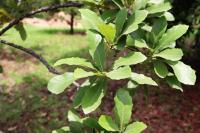 Quercus obtusata image