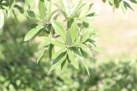 Quercus mexicana image