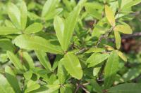 Quercus mexicana image