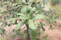 Quercus rugosa image