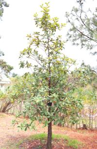 Quercus rugosa image