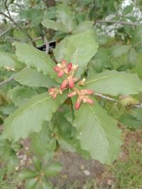 Quercus rugosa image