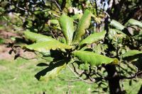 Quercus rugosa image