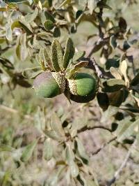 Quercus frutex image