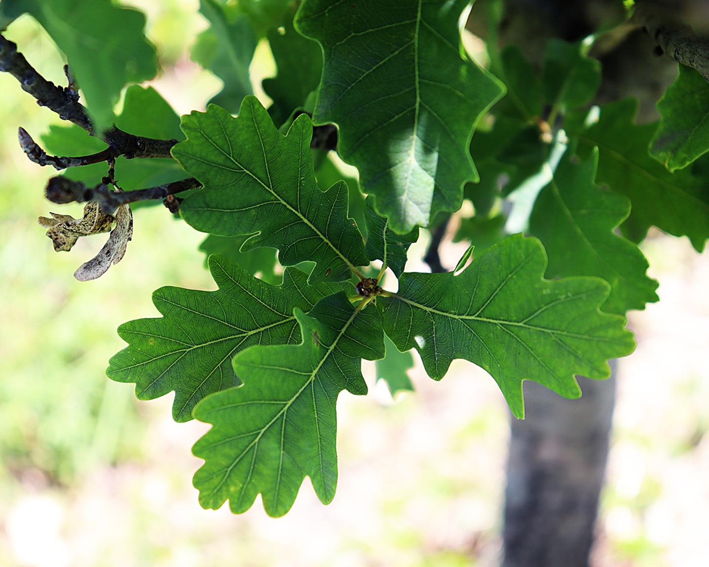 Quercus petraea image