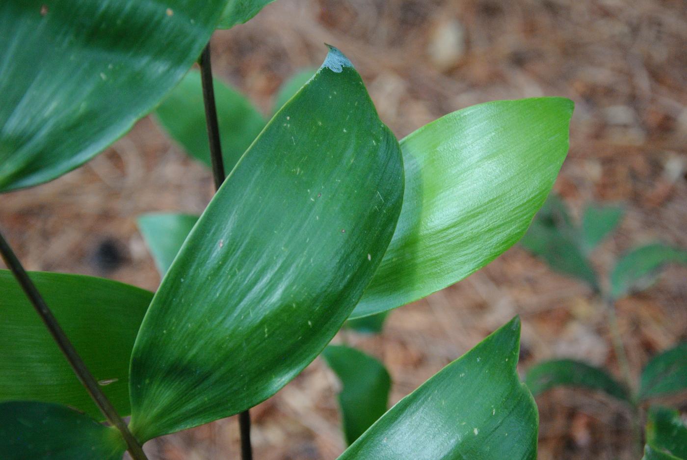 Ceratozamia hildae image