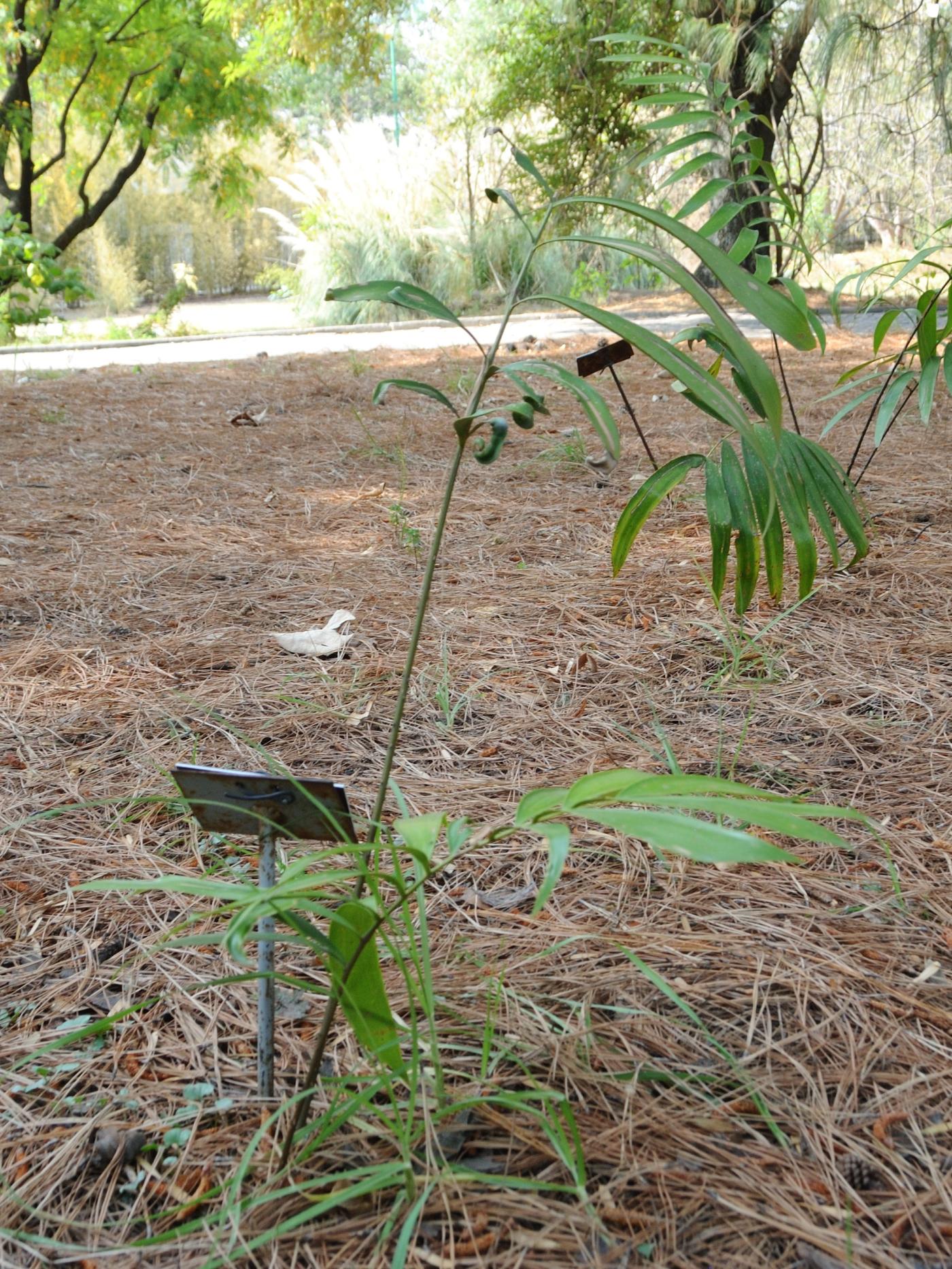 Ceratozamia robusta image