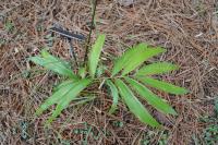 Ceratozamia robusta image