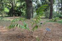 Ceratozamia robusta image
