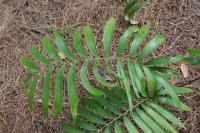 Ceratozamia robusta image