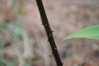 Ceratozamia robusta image