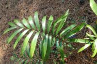 Ceratozamia robusta image