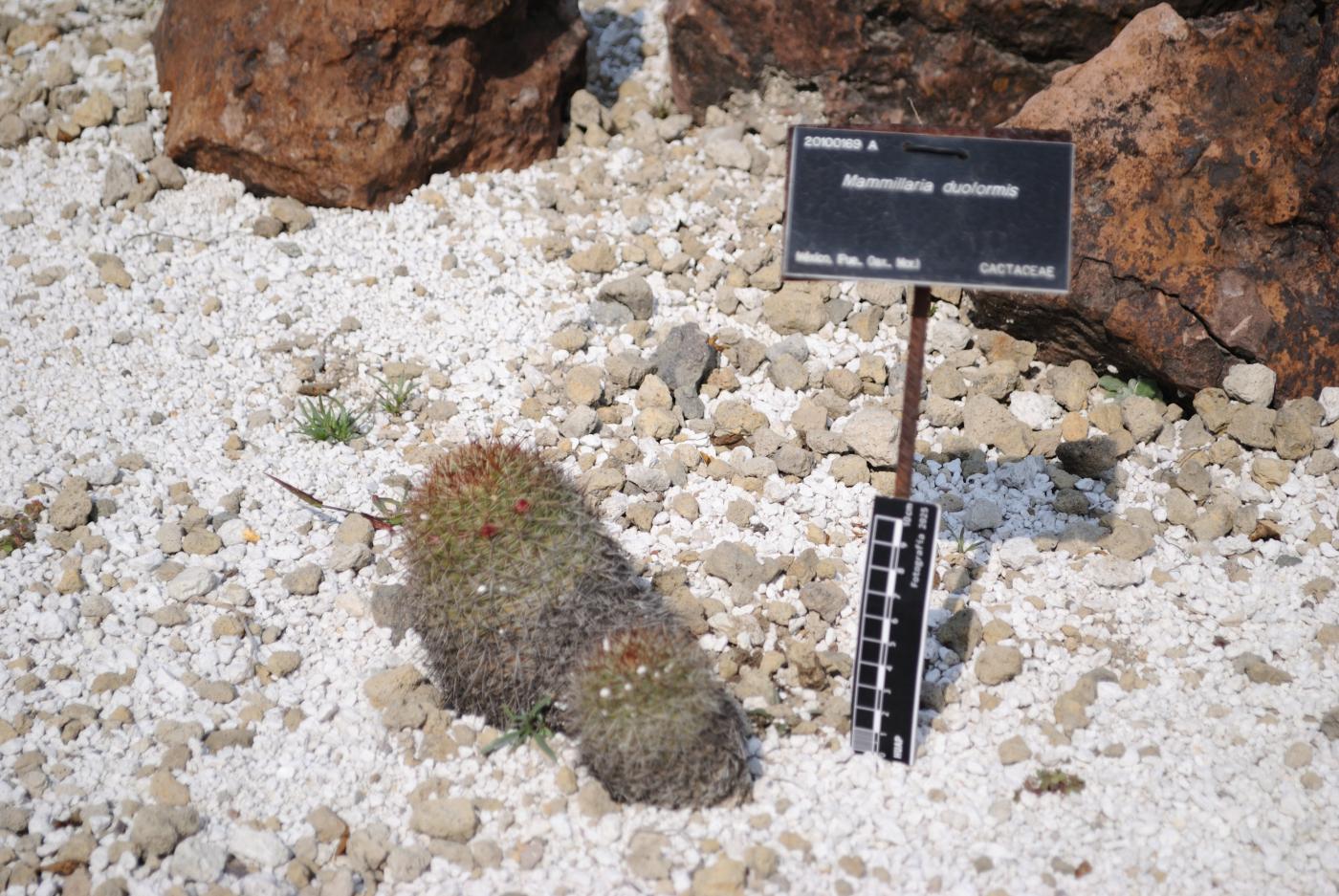 Mammillaria duoformis image