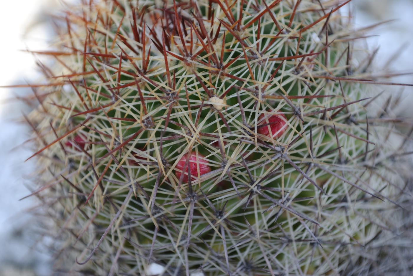 Mammillaria duoformis image