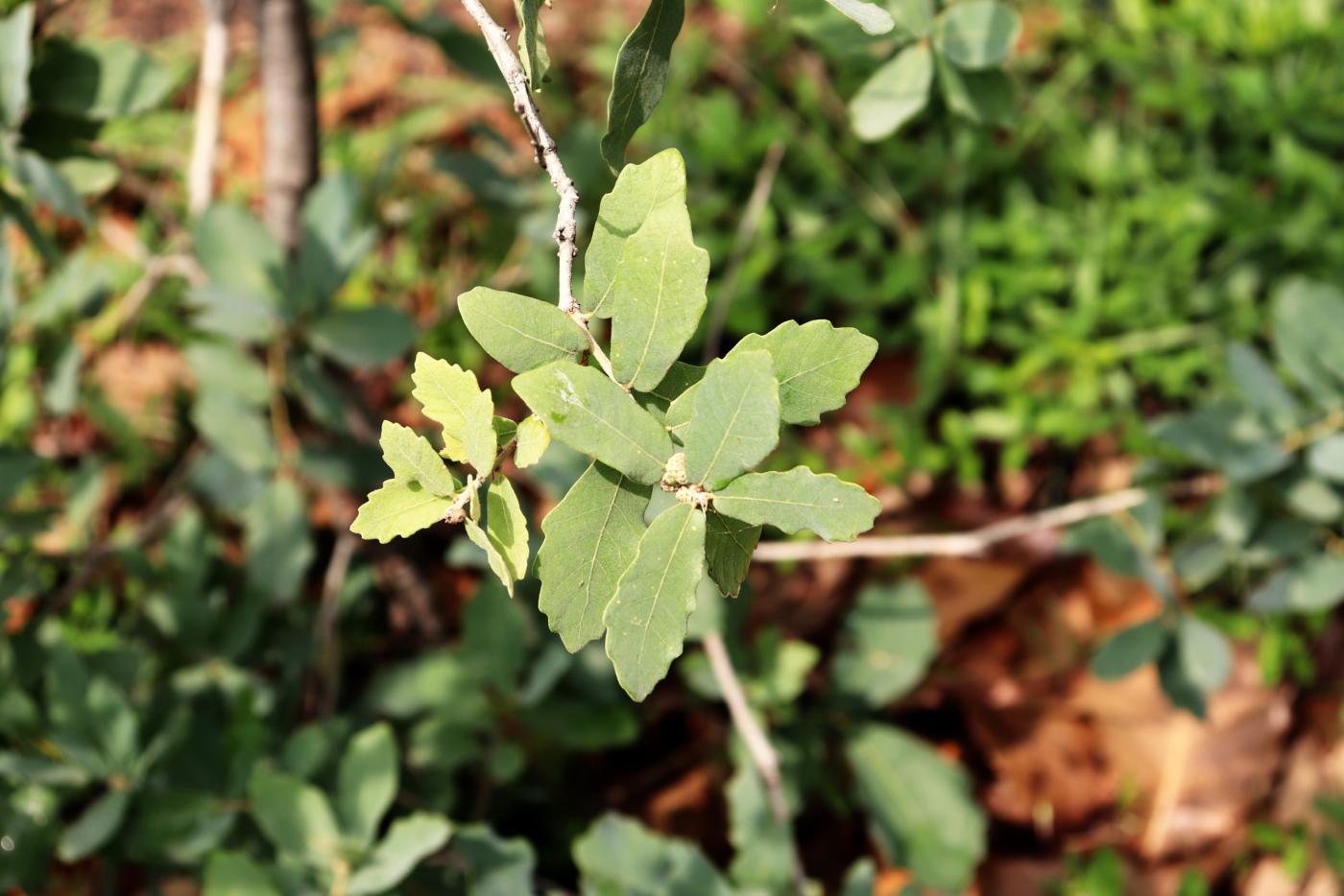 Quercus glaucoides image