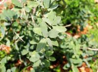 Quercus laceyi image