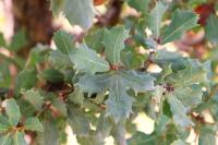 Quercus sebifera image