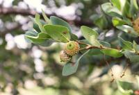 Quercus sebifera image