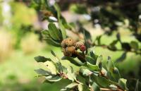 Quercus sebifera image