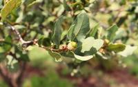 Quercus sebifera image