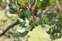 Quercus sebifera image