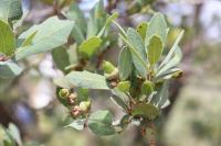 Quercus sebifera image