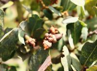 Quercus sebifera image