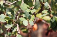 Quercus sebifera image