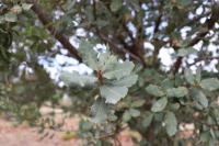 Quercus sebifera image